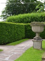 Venijnboom Taxus baccata 120-140 cm, 80x Haagplant