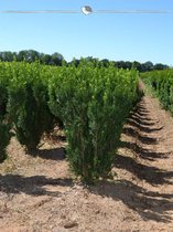 Venijnboom Taxus media Hillii 100-120 cm, 18x Haagplant