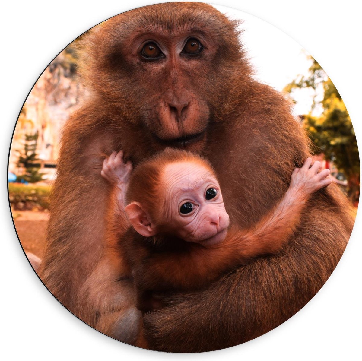 Dibond Wandcirkel - Baby Aap in de Armen van Moeder - 60x60cm Foto op Aluminium Wandcirkel (met ophangsysteem)