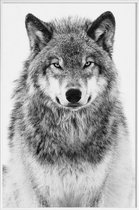 JUNIQE - Poster met kunststof lijst Winterwolf -13x18 /Grijs