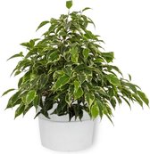 Kamerplant Ficus Kinky - ± 25cm hoog – 12 cm diameter - in witte betonnen pot