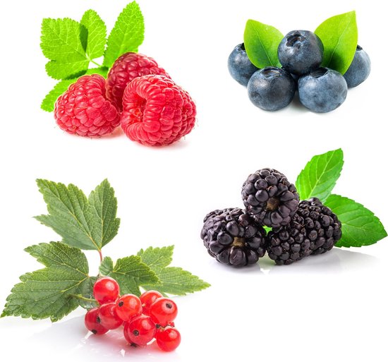 Fruit Planten Mix - Rode Bes, Gele Framboos, Zwarte Braam, Blauwe Bes 4 Planten Pot 11cm Hoogte 40cm