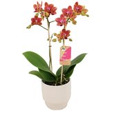 Orchidee van Botanicly – Vlinder orchidee in witte keramiek pot 'Eline' als set – Hoogte: 50 cm, 2 takken – Phalaenopsis Multiflora Sogo Allen