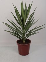 Kamerplant van Botanicly – Palmlelie – Hoogte: 80 cm – Yucca elephantipes