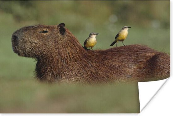Affiche Deux oiseaux assis sur un Capybara - 30x20 cm