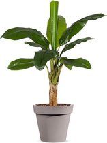 Kunstplant Bananenplant in Easy taupe H140cm - HTT Decorations