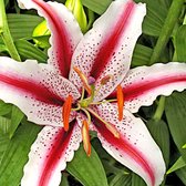 5x Lelie - Lilium 'Dizzy' - rood-wit - 5 bollen