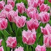 20x Gefranjerde tulpen - Tulipa 'Huis ten Bosch' - Roze - 20 bollen - Ø11cm