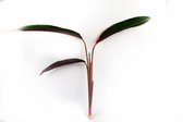 Calathea Triostar  Geworteld stekje 3+ bladeren  Stromanthe Sanguine