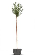 Bolkers | Prunus eminensis Umbraculifera | bolboom | Stamomtrek: 8-10 cm  | Stamhoogte: 150 cm