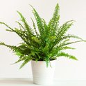 Groene krulvaren in een witte geribbelde pot op een witte tafel.