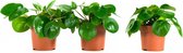 FloriaFor - Peperomioides, Pannenkoekenplant - - ↨ 22cm - ⌀ 11cm