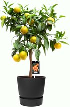 Citrus Clementine in ELHO outdoor sierpot Greenville Rond (zwart) – ↨ 85cm – ⌀ 25cm
