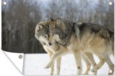Muurdecoratie Wolf - Sneeuw - Vacht - 180x120 cm - Tuinposter - Tuindoek - Buitenposter