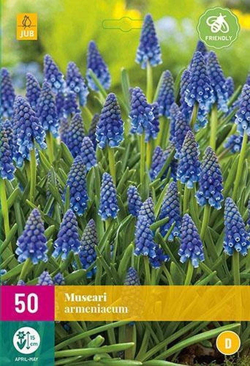 Jub Holland - blauwe druifjes bloembollen - Muscari armeniacum - blauw druifje - maat 8/9 - 50 stuks