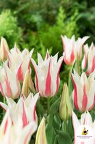 Ilovetulipa - Ilovedahlia Tulips Marilyn 12/+ (x10)