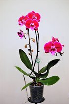 Orchidee van Botanicly – Vlinder orchidee – Hoogte: 55 cm, 1 tak – Phalaenopsis Big Lip
