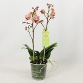 Orchidee van Botanicly – Vlinder orchidee – Hoogte: 40 cm, 2 takken – Phalaenopsis Multiflora Spring