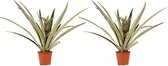 Ananas Champaca 2 stuks - Sier ananas - Hoogte: ↑ 55 cm - Zon - Waterbehoefte: Veel - diameter pot: 14cm