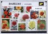 Afbeelding van het spelletje Dahlia's  – Luxe postzegel pakket (A6 formaat) : collectie van 25 verschillende postzegels van dahlia's – kan als ansichtkaart in een A6 envelop - authentiek cadeau - kado - geschenk - kaart - composieten - dahlia - bolgewas - plant - kleurig