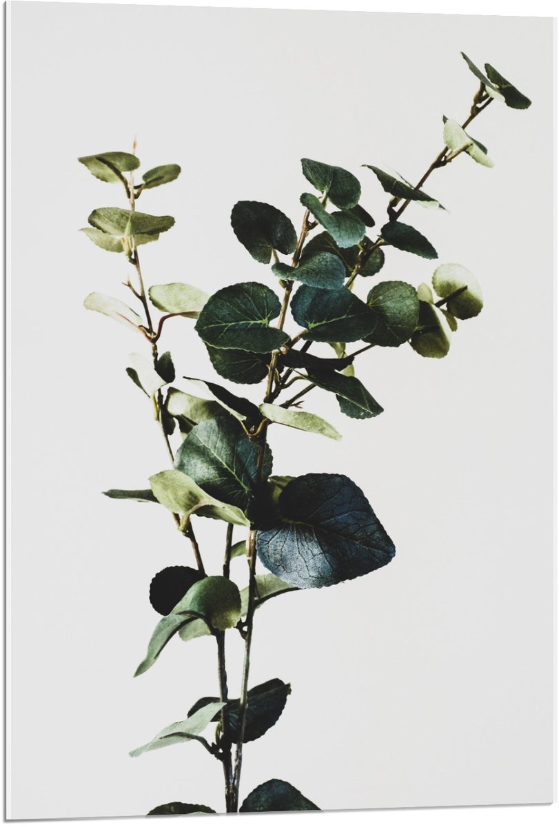 KuijsFotoprint Acrylglas - Groene Plant op Witte Achtergrond - 60x90cm Foto op Acrylglas (Met Ophangsysteem)