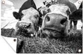 Tuinposter - Tuindoek - Tuinposters buiten - Twee nieuwsgierige koeien - zwart wit - 120x80 cm - Tuin