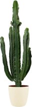 Cactus van Botanicly – Cactus incl. crème kleurig sierpot als set – Hoogte: 110 cm – Euphorbia Eritrea