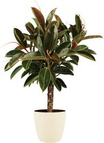 Kamerplant van Botanicly – Rubberboom incl. crème kleurig sierpot als set – Hoogte: 90 cm – Ficus Elastica Melanie