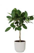 Kamerplant van Botanicly – Banyanboom in witte ELHO plastic pot als set – Hoogte: 90 cm – Ficus Benghalensis Audrey