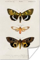 Poster Vlinder - Vintage - Insecten - 60x90 cm