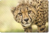 Bol.com Bureau onderlegger - Muismat - Bureau mat - Luipaard - Cheeta - Dier - 60x40 cm aanbieding