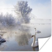 Zwanen in de winter Poster 50x50 cm - Foto print op Poster (wanddecoratie)
