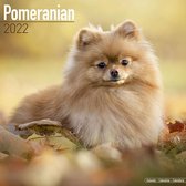 Pomeranian - Pomeriaan - Dwergkeeshond - Kalender 2022