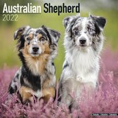Australian Shepherds Kalender 2022