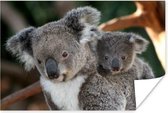 Poster Koala's - Vader - Zoon - Kids - Jongens - Meiden - 180x120 cm XXL