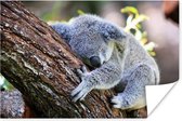 Poster Koala - Boom - Slapen - Kinderen - Jongens - Meiden - 90x60 cm