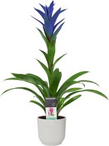 Bloem van Botanicly – Guzmania in witte ELHO plastic pot als set – Hoogte: 55 cm – Guzmania Ocean Blue