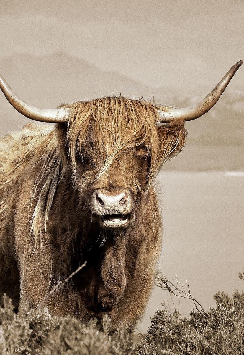 Glasschilderij 160x110x0.4 Scottish Highlander ll