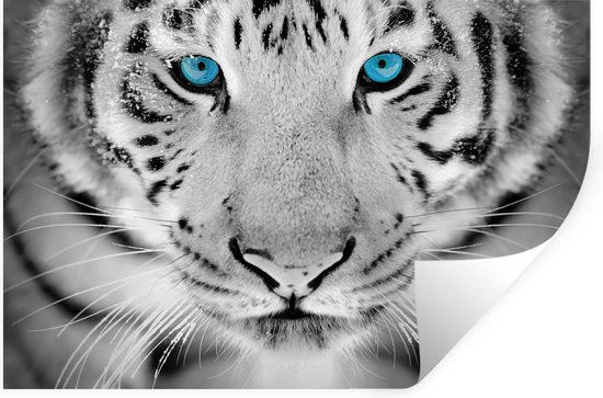 Stickers Stickers muraux - Tigre - Tête - Nez - 90x60 cm - Feuille adhésive