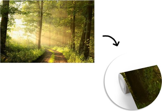 Papier peint - Papier peint photo Forêt - Soleil - Arbres - Largeur 420 cm x hauteur 280 cm