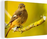 Canvas schilderij 140x90 cm - Wanddecoratie Dieren - Vogel - Tak - Muurdecoratie woonkamer - Slaapkamer decoratie - Kamer accessoires - Schilderijen