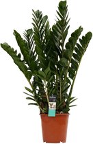 Kamerplant van Botanicly – Zamioculcas Zamifoliia – Hoogte: 80 cm