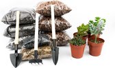 DIY Succulent open terrarium kit  Met instructies