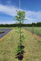 Jonge Bijenboom | Tetradium daniellii | 150-200cm hoogte