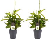 Hellogreen Kamerplant - Duo Dracaena Surculosa - 45 cm - Anna grey