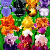 10x Iris germanica - Mix 'Flowertastic' - Bare rooted - Winterhard - 10 bollen