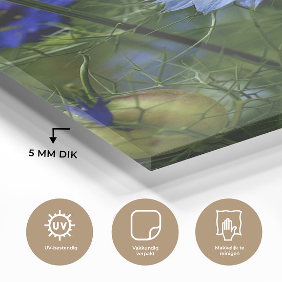MuchoWow® Peinture sur verre 120x160 cm - Peinture sur verre acrylique - Une fleur de nigelle parmi les plantes - Photo sur verre - Peintures