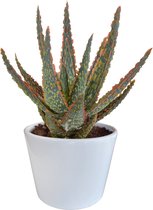 Vetplant – Aloë VeraSources- Flora (Aloe Vera) met bloempot – Hoogte: 23 cm – van Botanicly