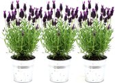 Lavendel (Lavendula stoechas) – Hoogte: 13 cm – van Botanicly