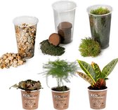 Bol.com vdvelde.com - Ecosysteem plant Tropical DIY Set - Mini Terrarium Planten - 3 Kamerplanten - Substraat - Grond - Mos aanbieding